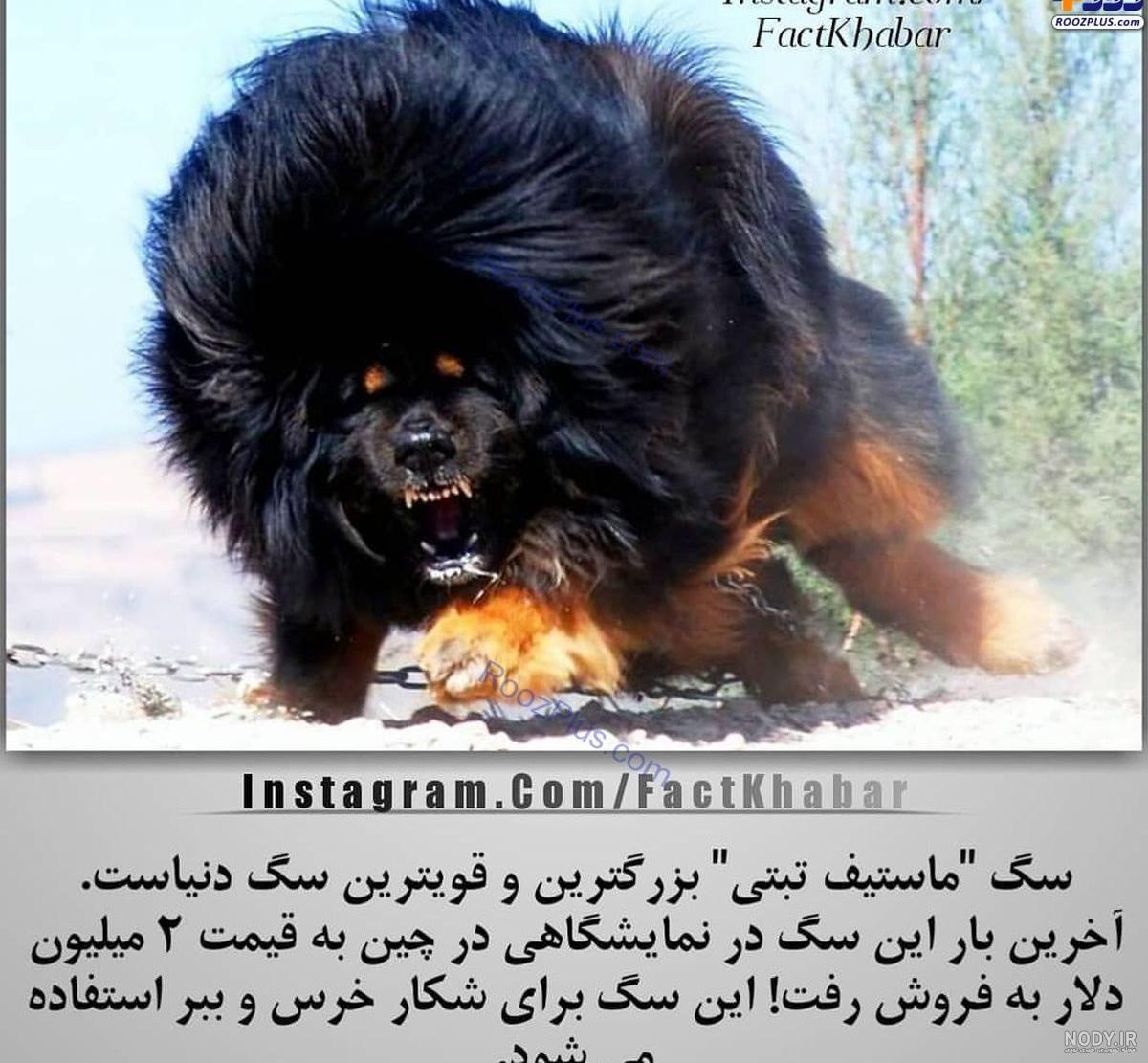 بهترین نژاد سگ