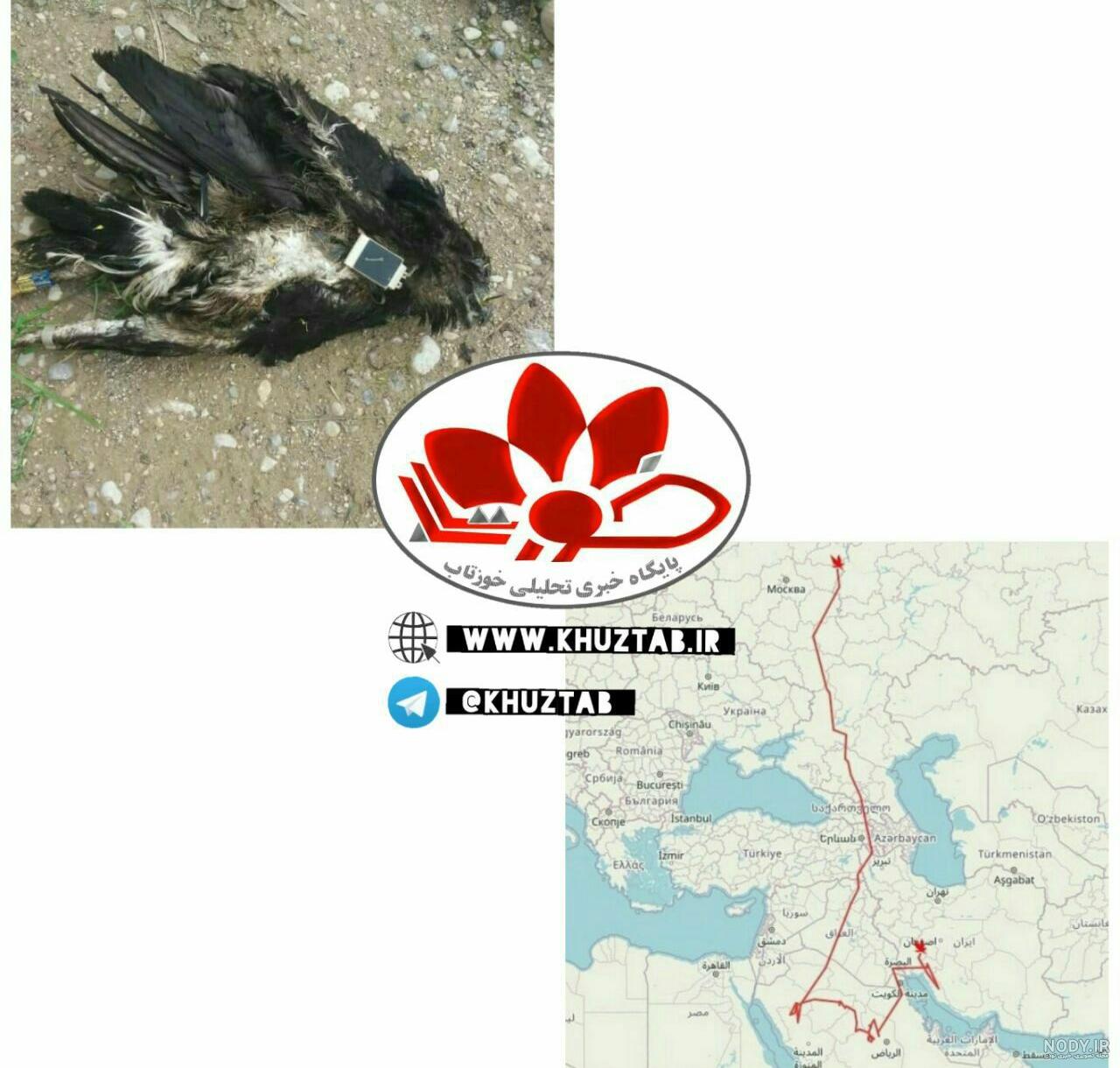 تاتو عقاب رو کمر تاتو عقاب رو کمر