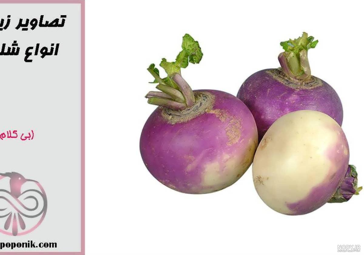 ترش شلغم