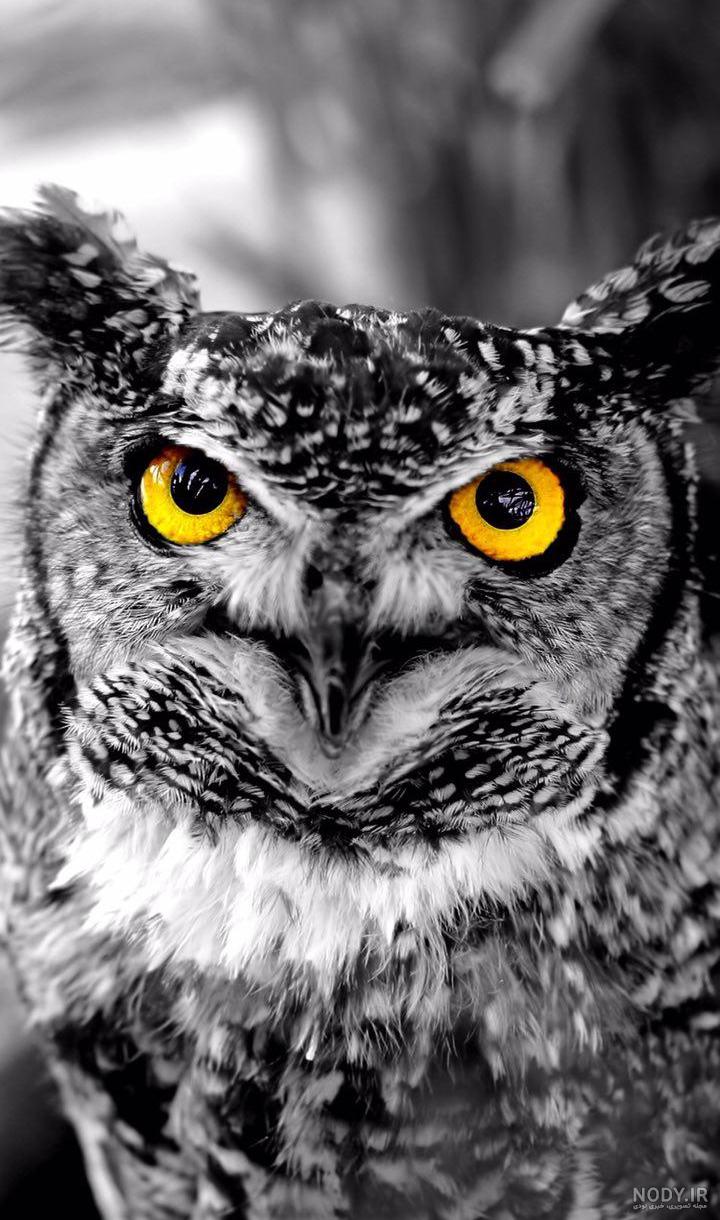 تصویر زمینه جغد خفن تصویر زمینه جغد خفن