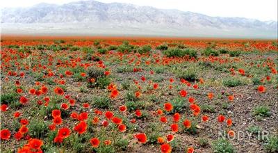 جاهای دیدنی صفادشت