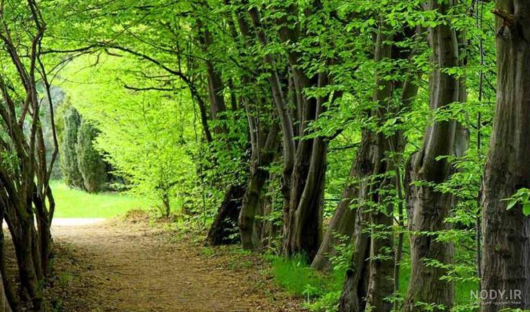 جاهای دیدنی گلستان در بهار جاهای دیدنی گلستان در بهار