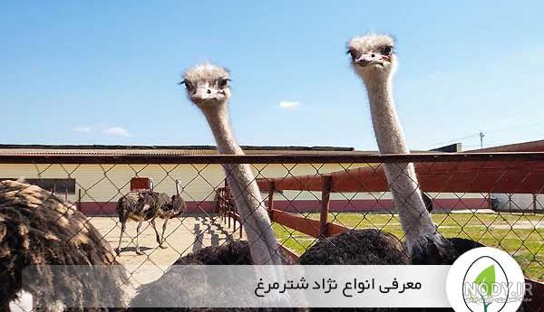 جدول هزینه پرورش شتر مرغ