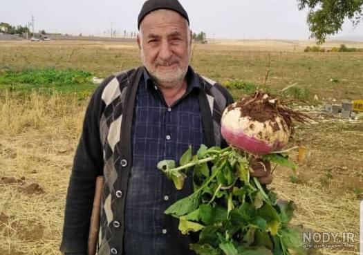 خواص شلغم شیرازی در بارداری
