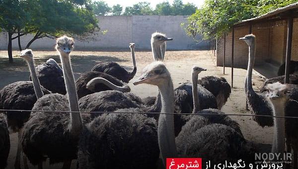 خواص مغز سر شترمرغ