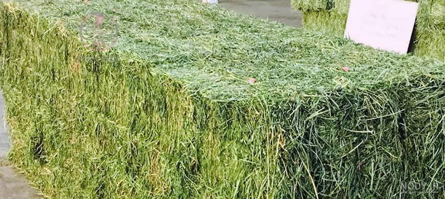 خواص یونجه برای چشم خواص یونجه برای چشم