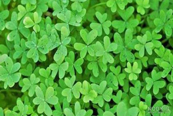خواص یونجه خشک برای دام خواص یونجه خشک برای دام