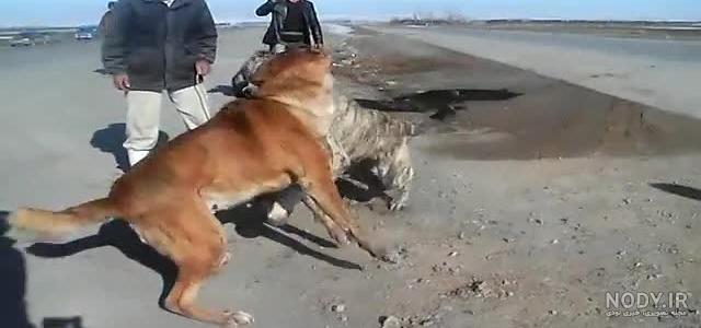 دعوای سگ علی پلنگ با خرسی دعوای سگ علی پلنگ با خرسی