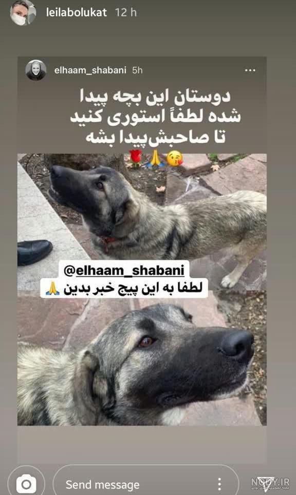 دعوای سگ علی پلنگ با گرگ دعوای سگ علی پلنگ با گرگ