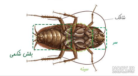 سوسک بزرگ از کجا میاد