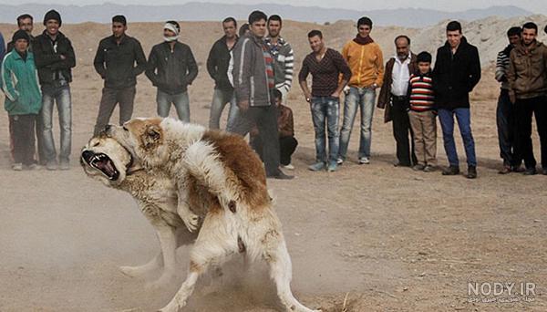 سگهای علی پلنگ سگهای علی پلنگ