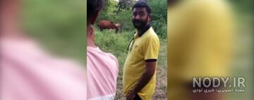شکار گاو توسط پلنگ شکار گاو توسط پلنگ