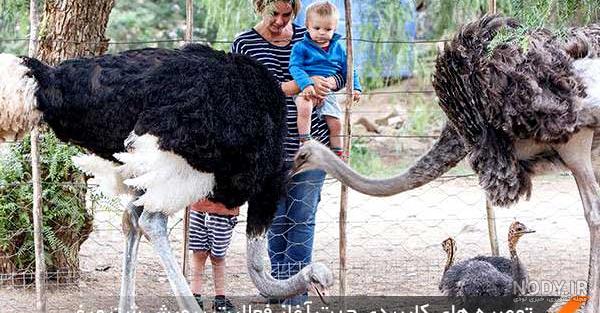 طول عمر شتر مرغ