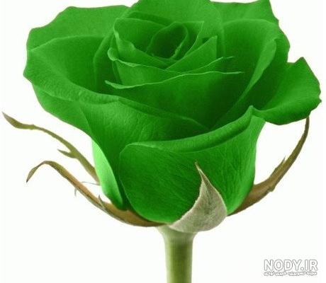 عاشقانه عکس گل رز سبز