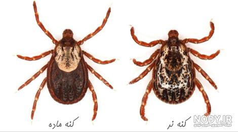 عوارض کنه گزیدگی در سگ عوارض کنه گزیدگی در سگ