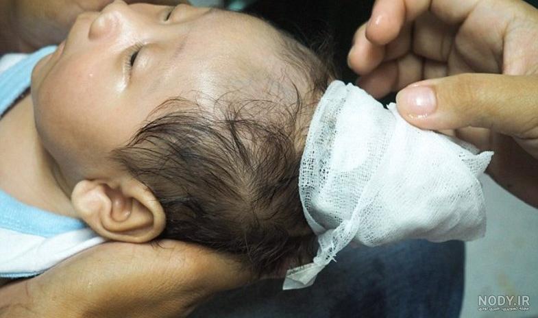 عکس اسب تک شاخ زیبا