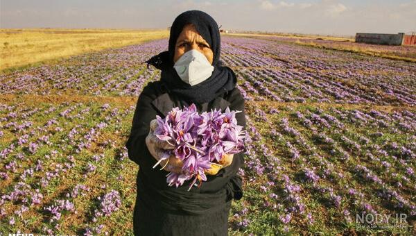 عکس انواع زعفران