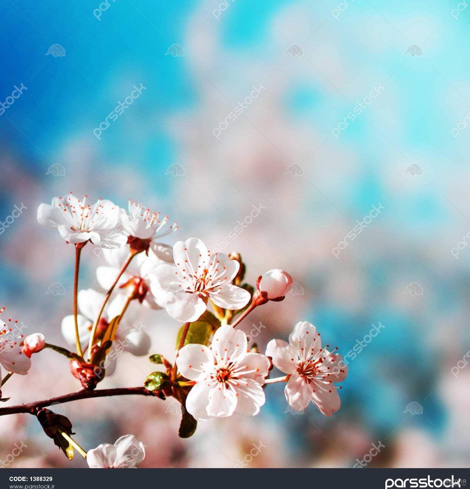 عکس بهاری دخترانه عکس بهاری دخترانه