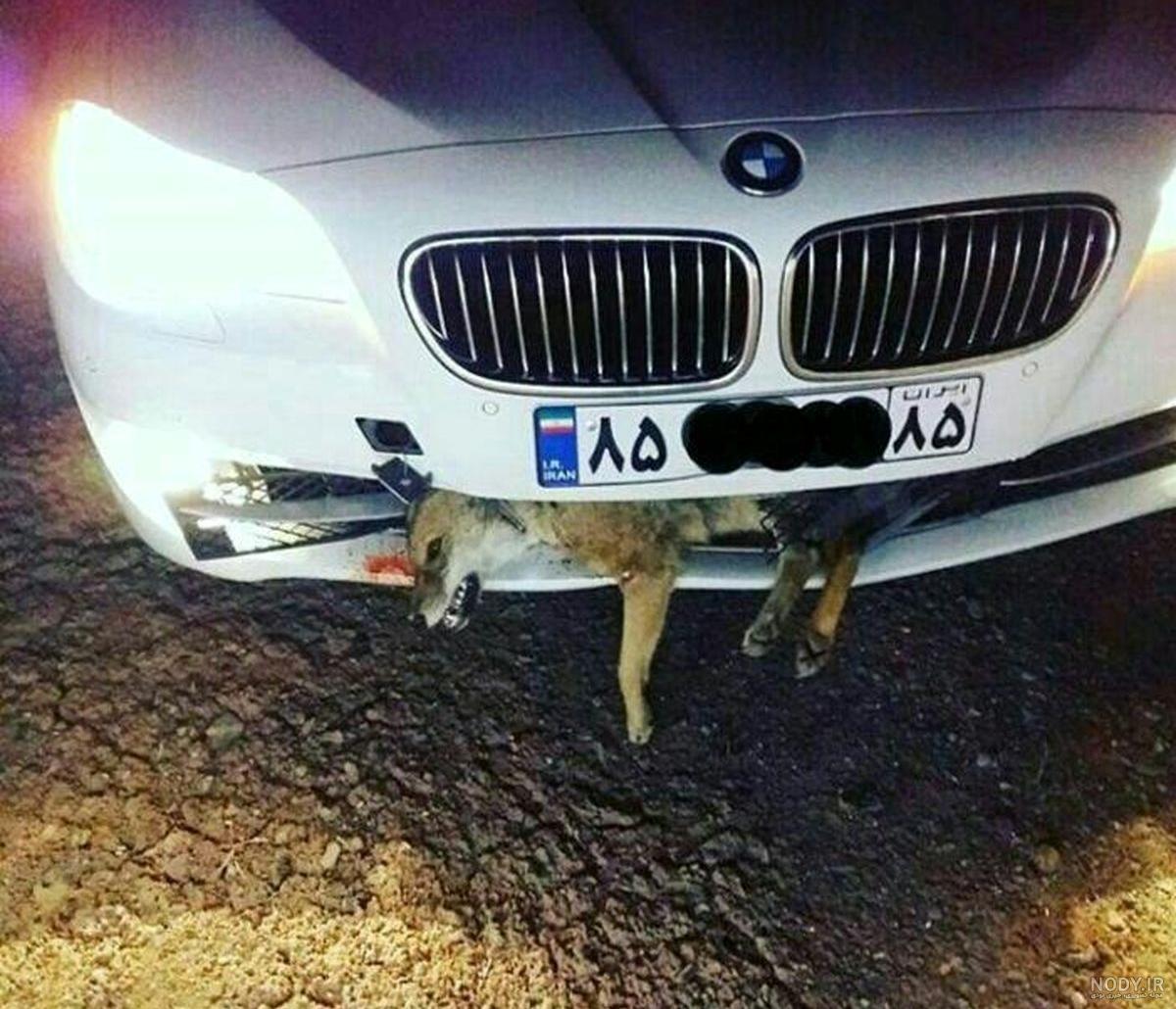 عکس بچه روباه های بامزه