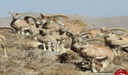 عکس بچه کبک
