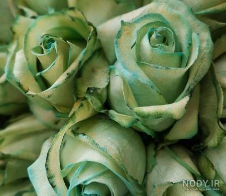 عکس دسته گل رز سبز