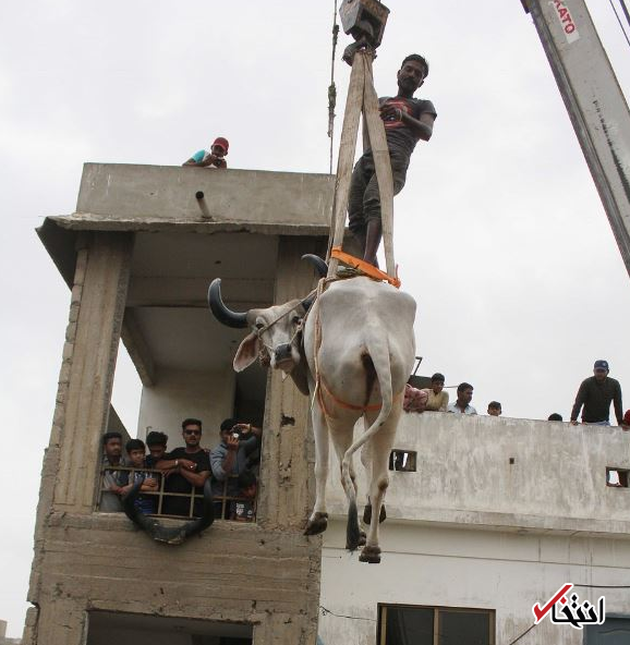 عکس ذبح دام در روز عید قربان