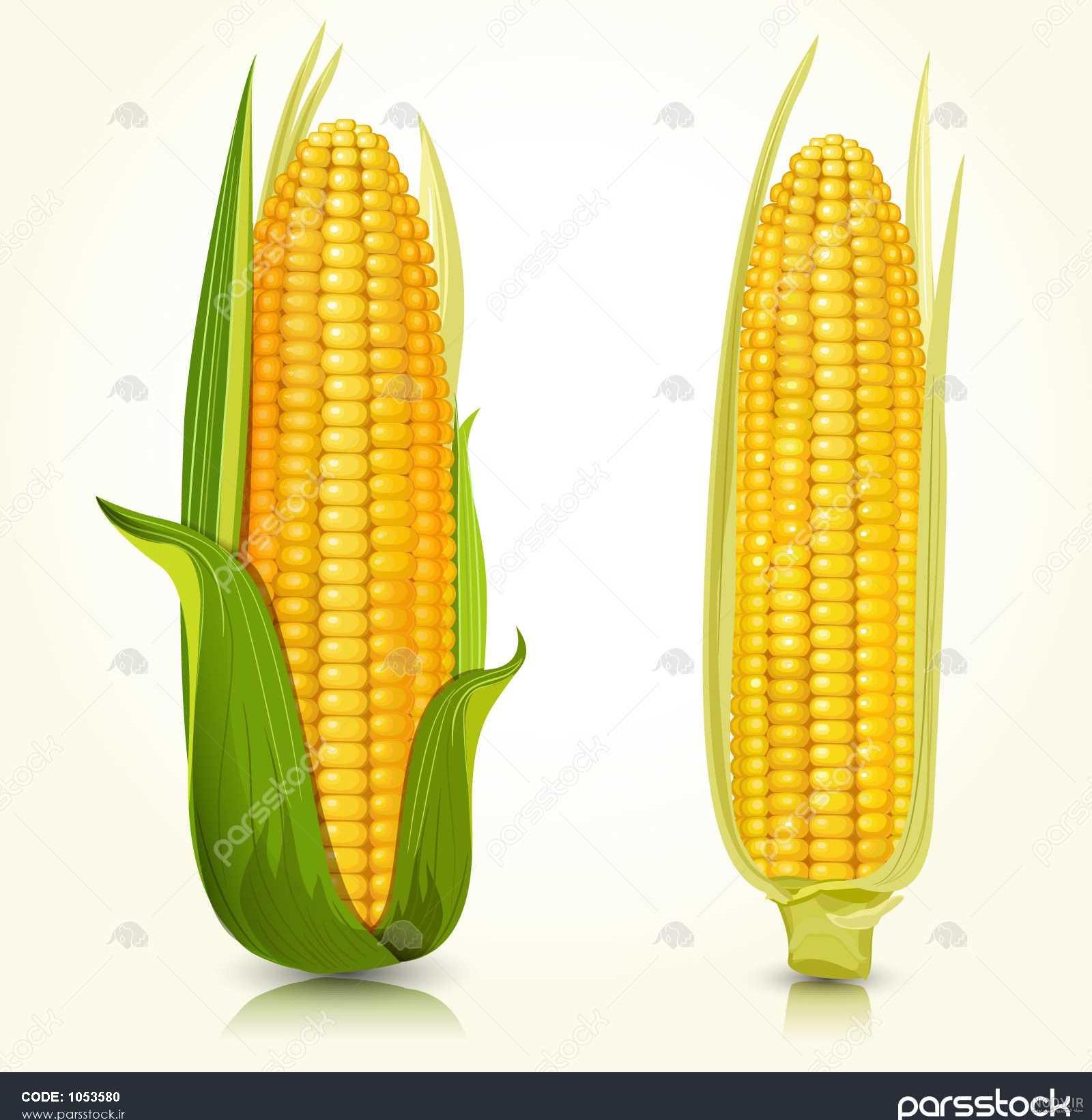 عکس ذرت نقاشی شده
