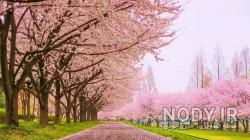 عکس زمینه گوشی بهار عکس زمینه گوشی بهار