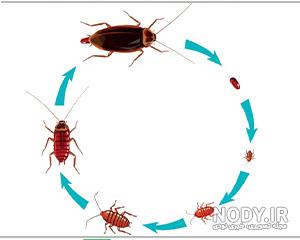 عکس سوسک واقعی عکس سوسک واقعی