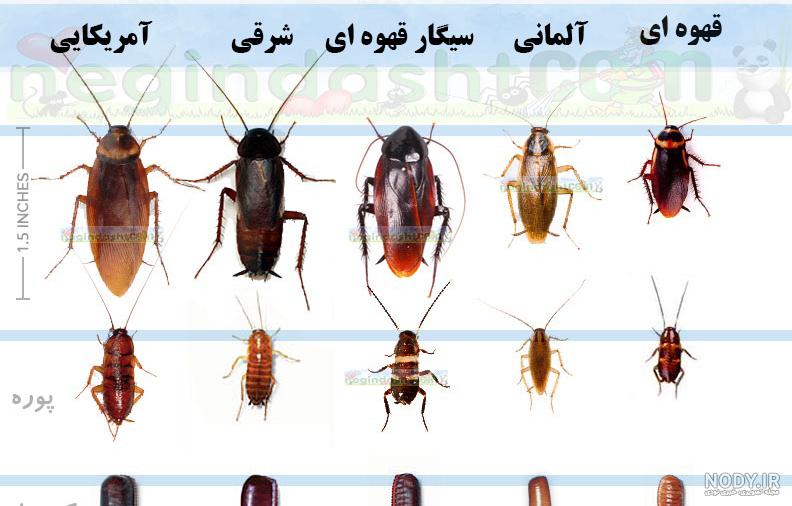 عکس سوسک چوب عکس سوسک چوب