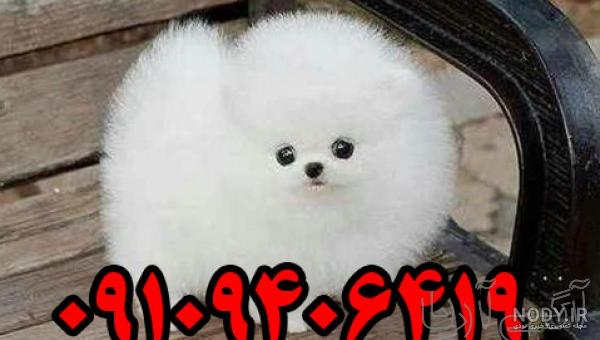 عکس سگ های عروسکی