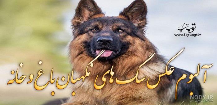عکس سگ های نگهبان وحشی