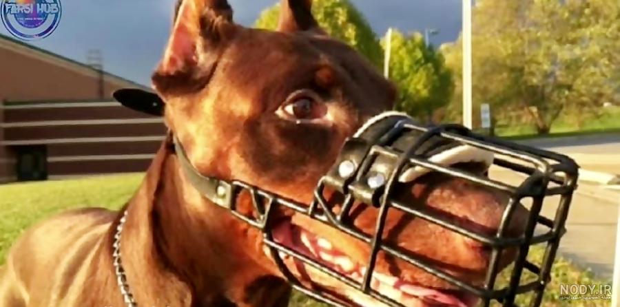 عکس سگ وحشی ایران