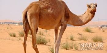 عکس شتر حضرت محمد