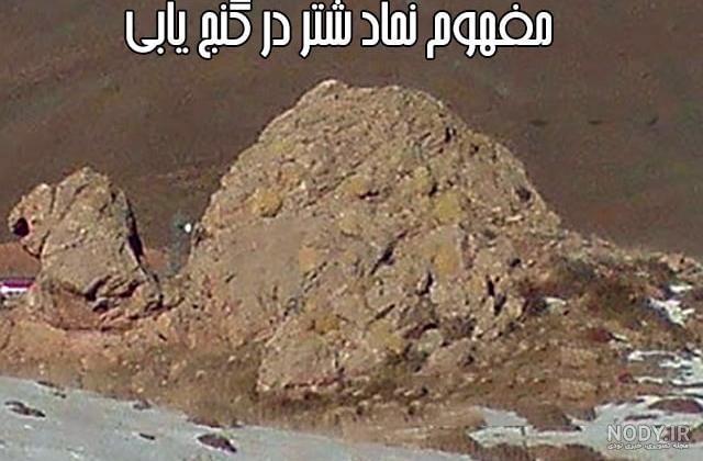 عکس شتر در دفینه