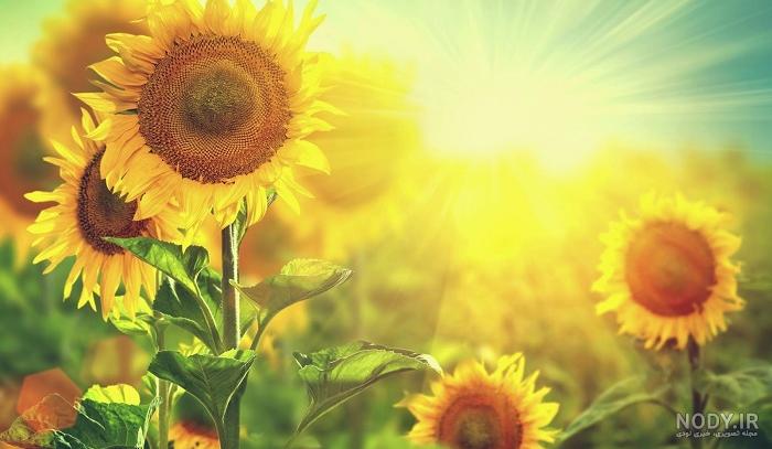 عکس طبیعت تابستان برای پروفایل