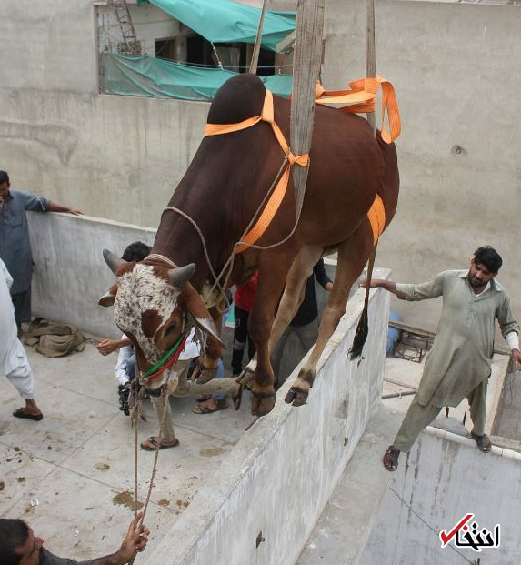 عکس قربانی عید قربان