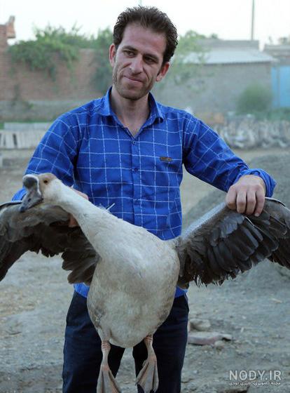 عکس قو غاز