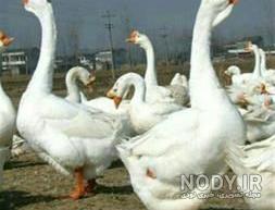 عکس قو غاز کوچک