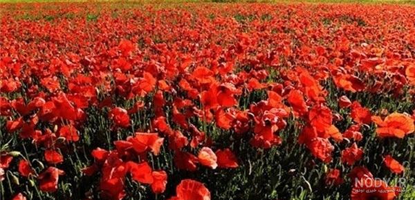 عکس های گله افغانی