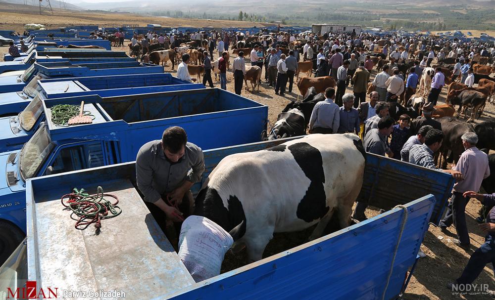 عکس پروفایل گوسفندی