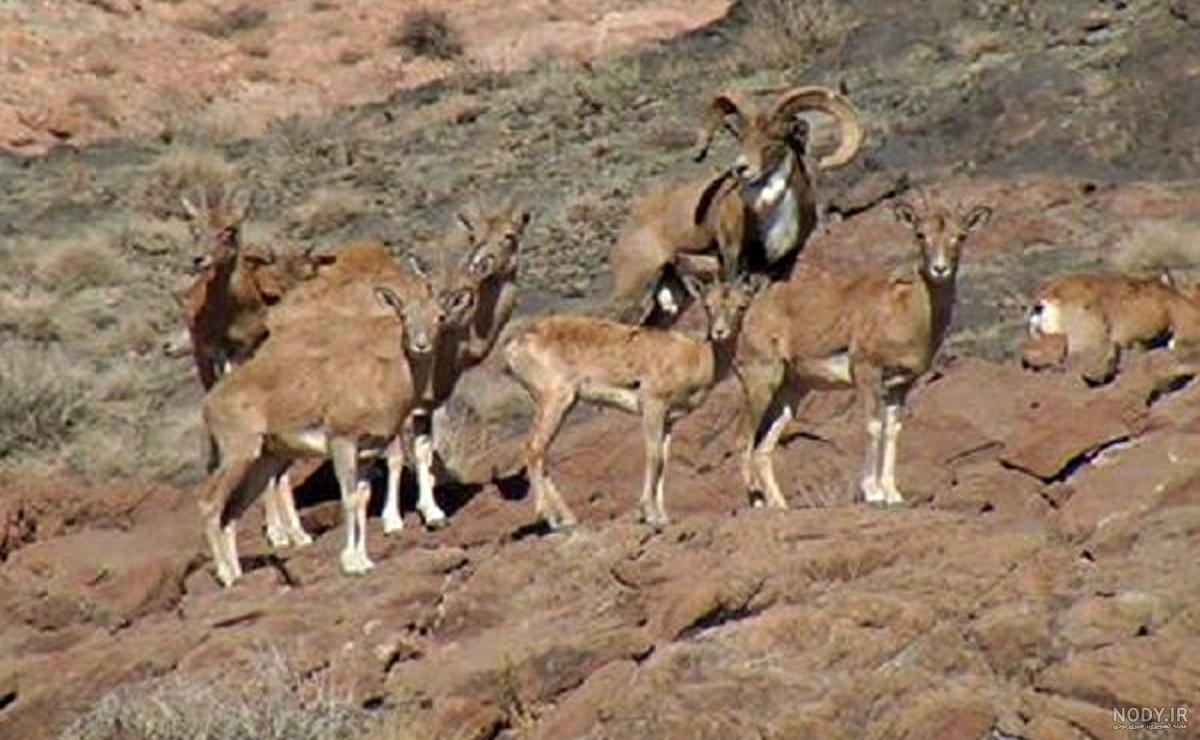عکس کهره