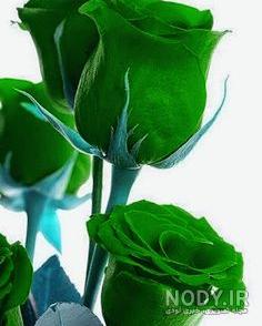عکس گل رز زرد