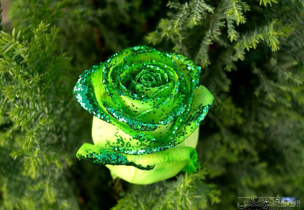عکس گل رز زرد