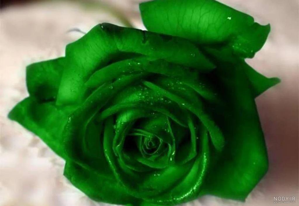 عکس گل رز زرد طبیعی
