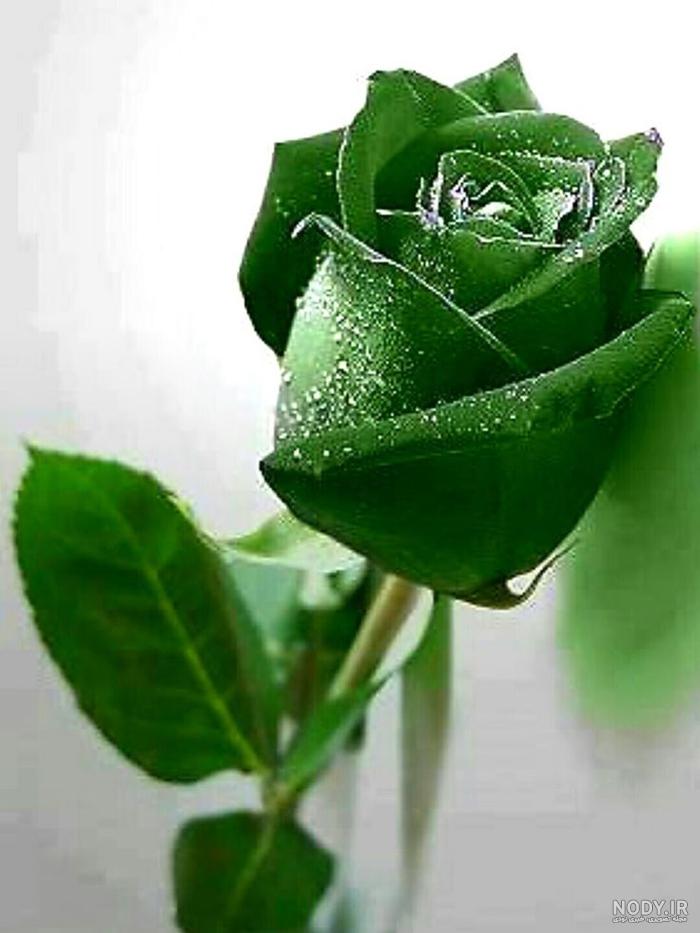 عکس گل رز سبز آبی