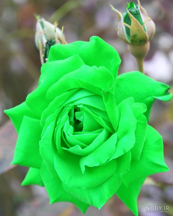 عکس گل رز سبز برای پروفایل