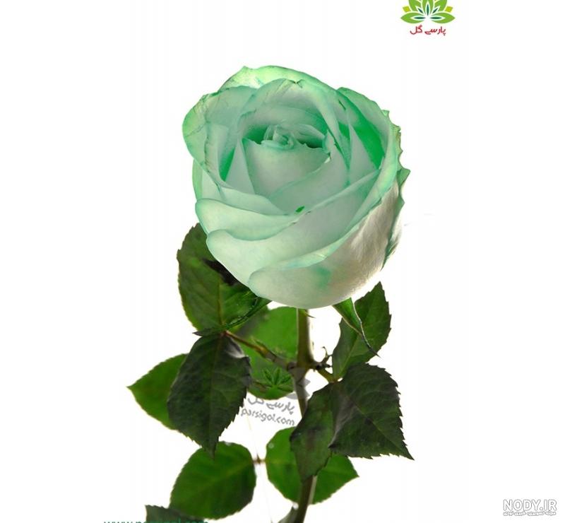 عکس گل رز قرمز در دست دختر