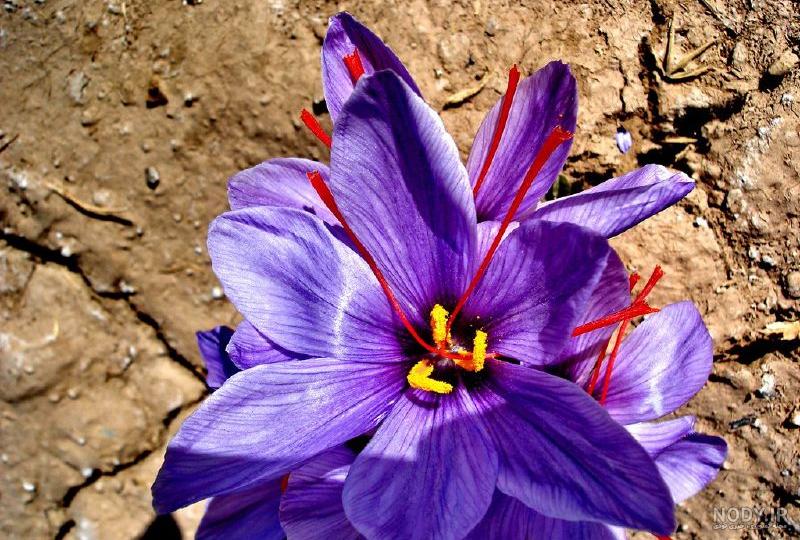 عکس گل های زعفران