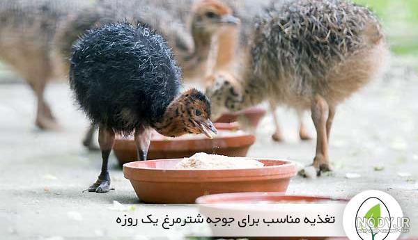 غذای شتر مرغ